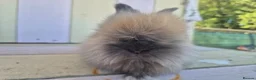 Angora rabbits for sale: 🩷 Angora babies-parents imported from🇫🇷  - Advert 22