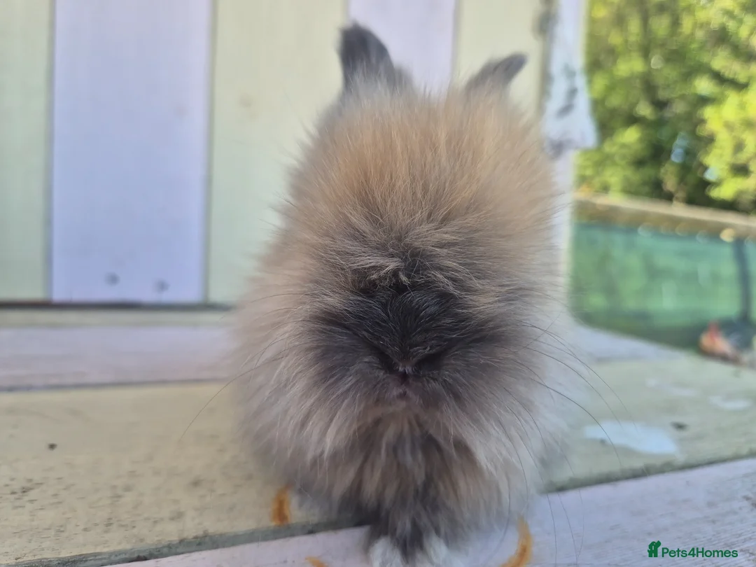 Angora rabbits for sale: 🩷 Angora babies-parents imported from🇫🇷  - Advert 22