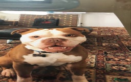 Old Tyme Bulldog dogs for sale: Monty - 7 years old MALE - Image 8