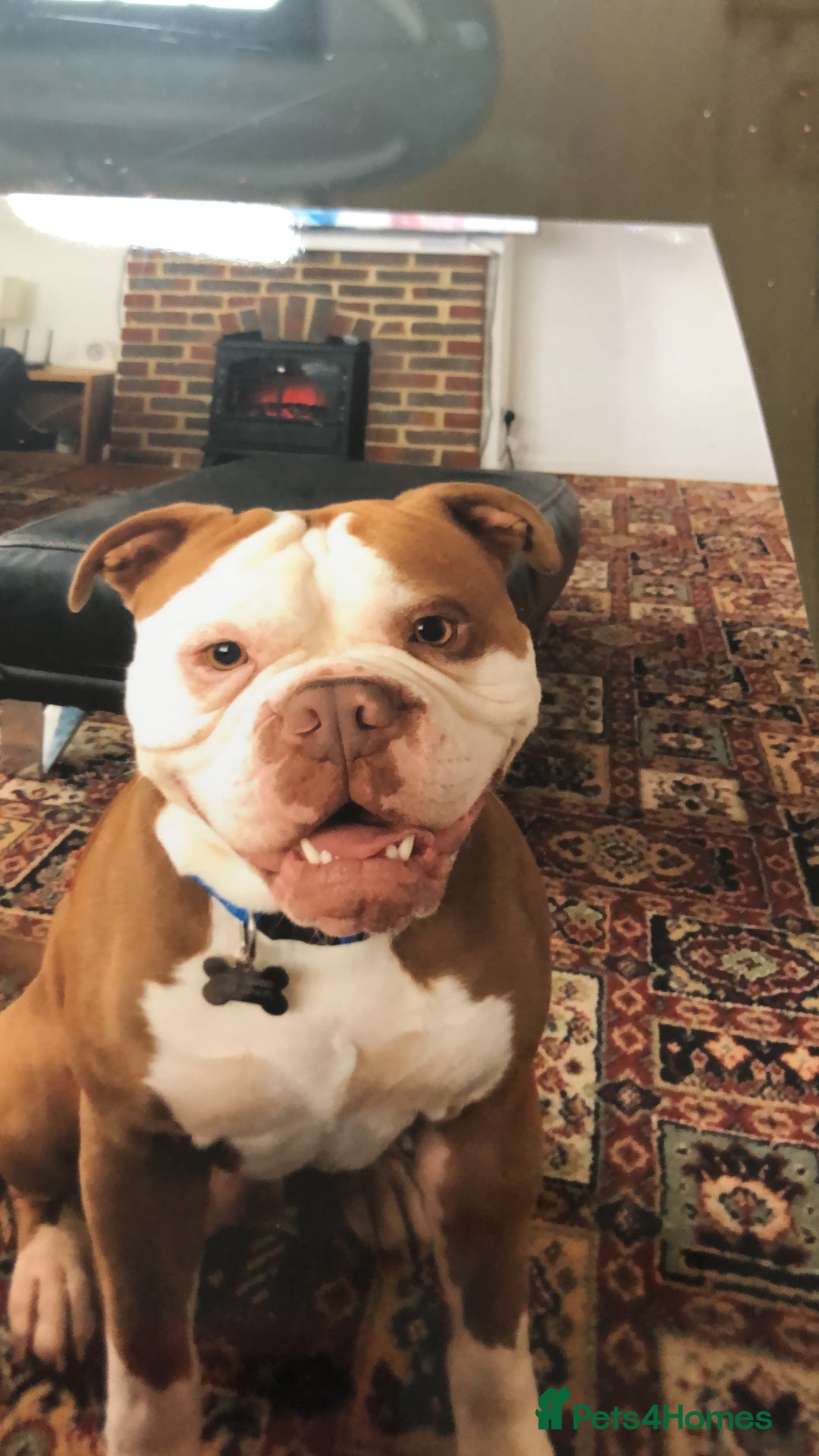Old Tyme Bulldog dogs for sale: Monty - 7 years old MALE - Image 8