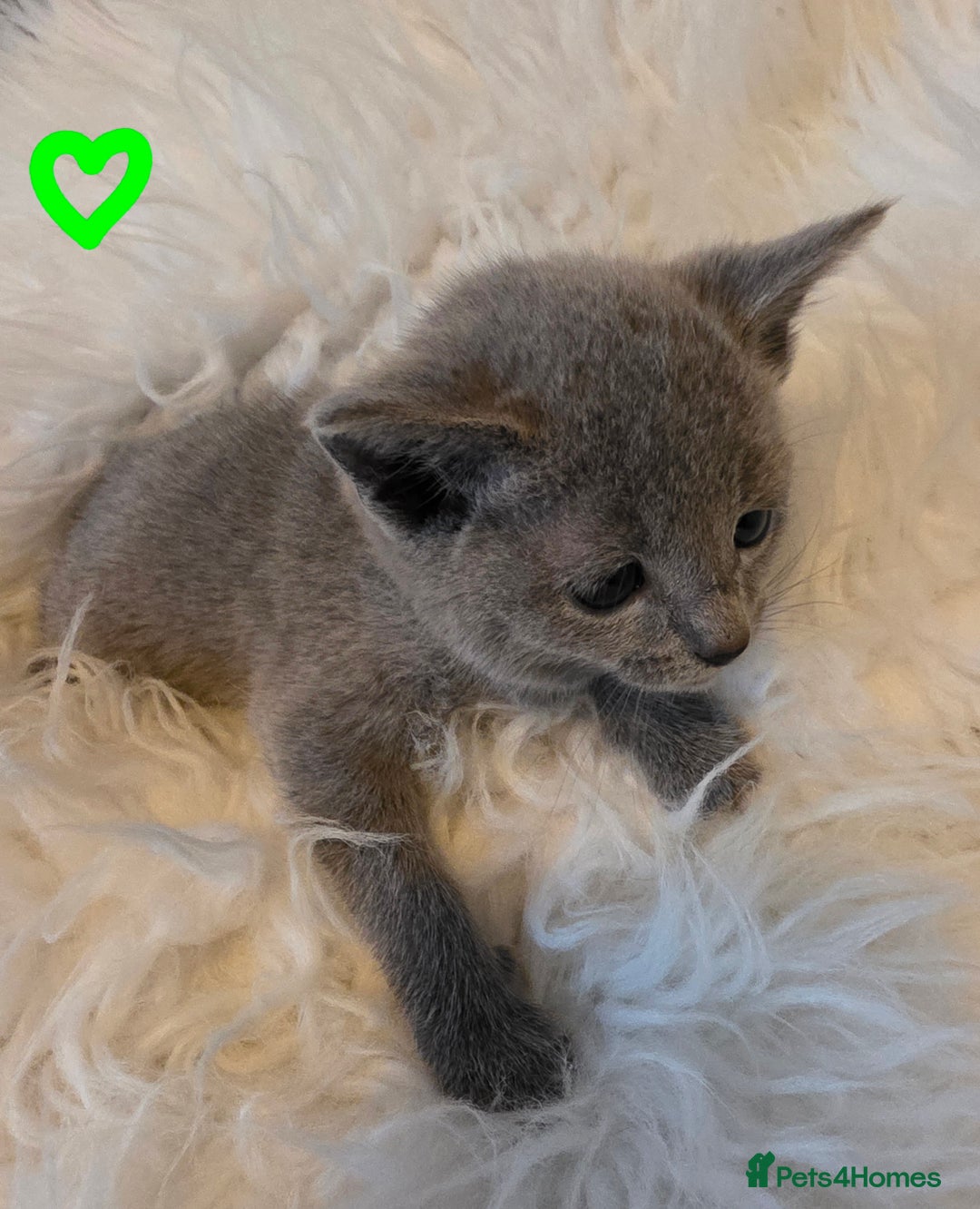 Russian Blue cats for sale: GCCF, CHAMPION SIRED RUSSIAN BLUE KITTENS - Advert 8