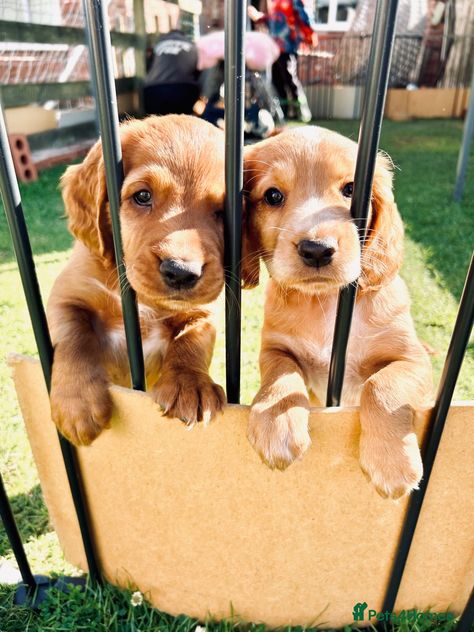 Cocker Spaniel dogs ✨1 LEFT-Gorgeous Golden Working Cocker-Ready Soon✨ - Advert 17