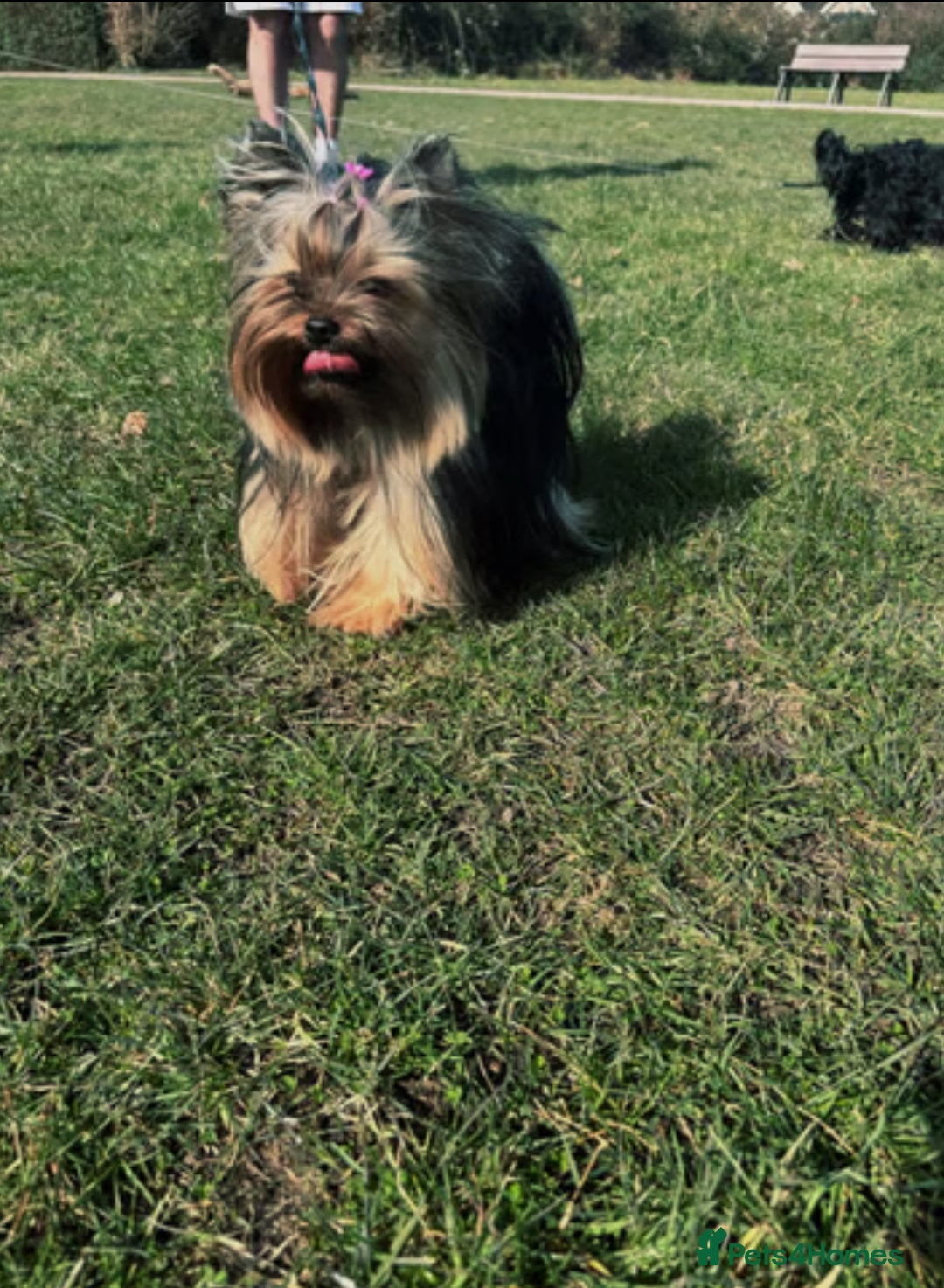 Yorkshire Terrier dogs for sale: Yorkshire terrier Tea cup puppies 480g at 8 weeks - Image 12