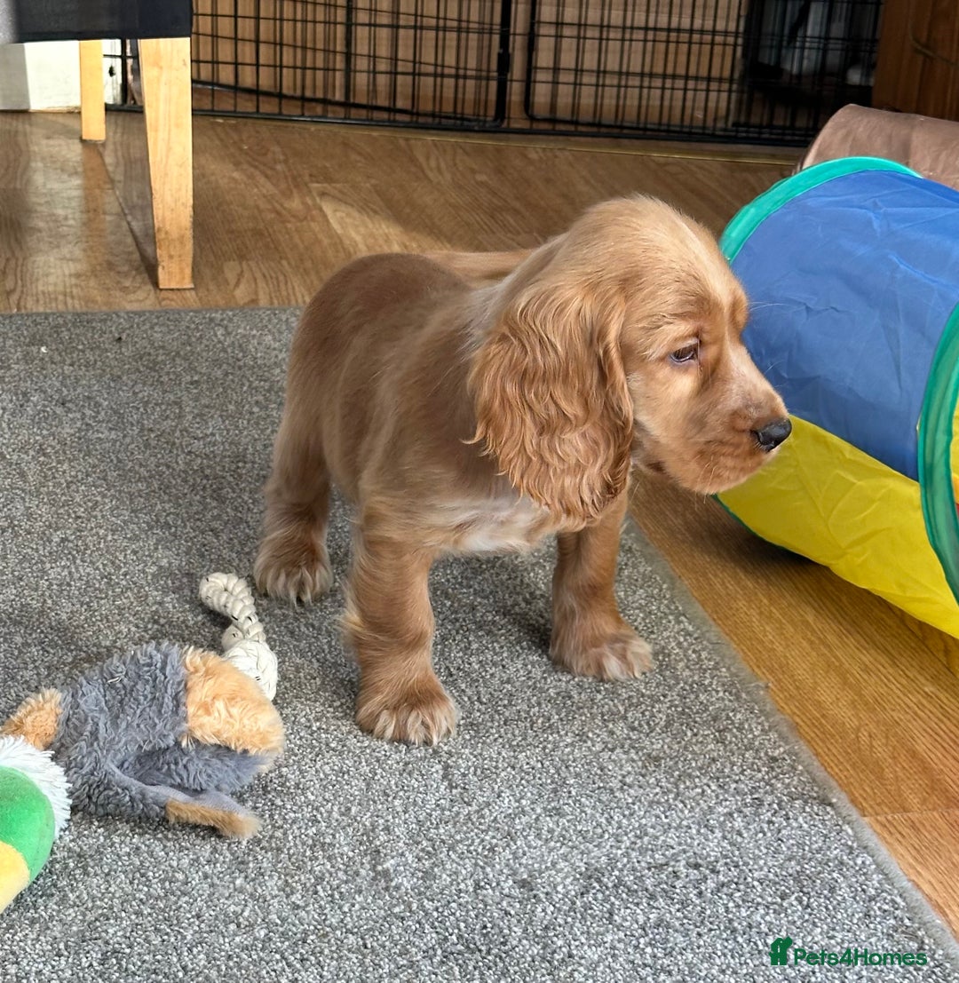 Cocker Spaniel dogs for sale: Beautiful show type boys only - Advert 4