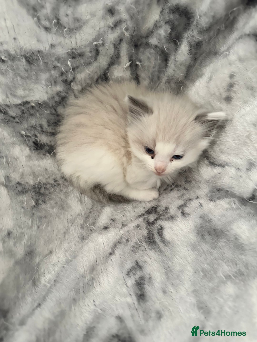 Ragdoll cats for sale: 🎀 RARE CHAMP BLOODLINE BI HIGH WHITE RAGDOLLS 🎀 - Image 18