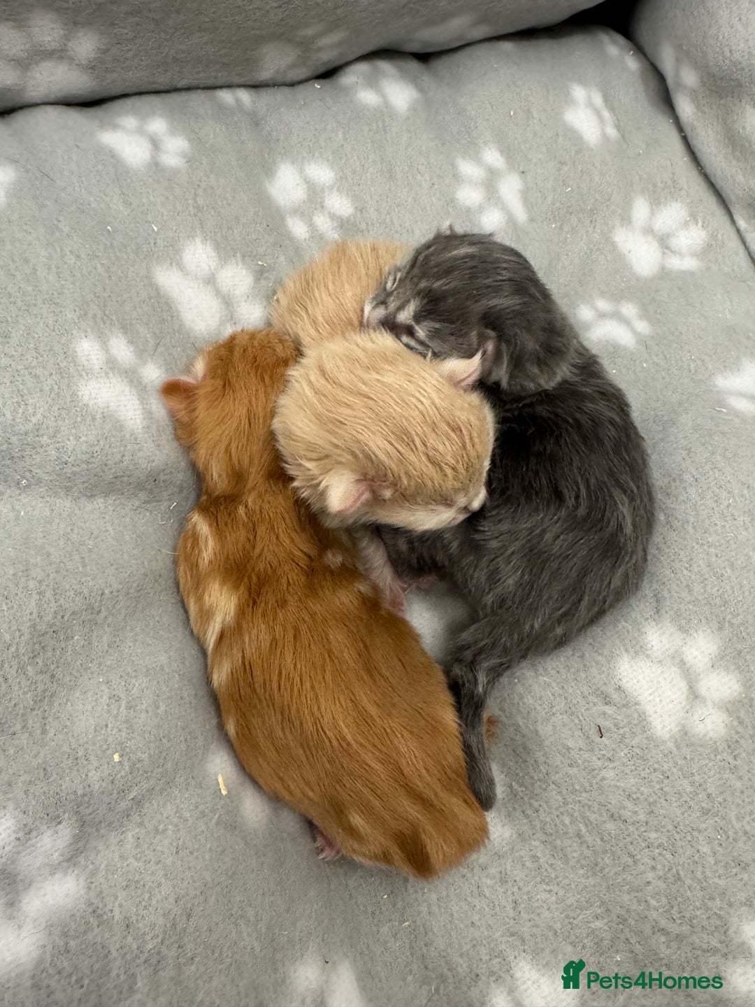 Ragcoon cats for sale: Maine coon x Ragdoll/Bengal kitten available  - Advert 6