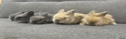 Lionhead rabbits for sale: Adorable Lionhead Bunnies - Advert 2