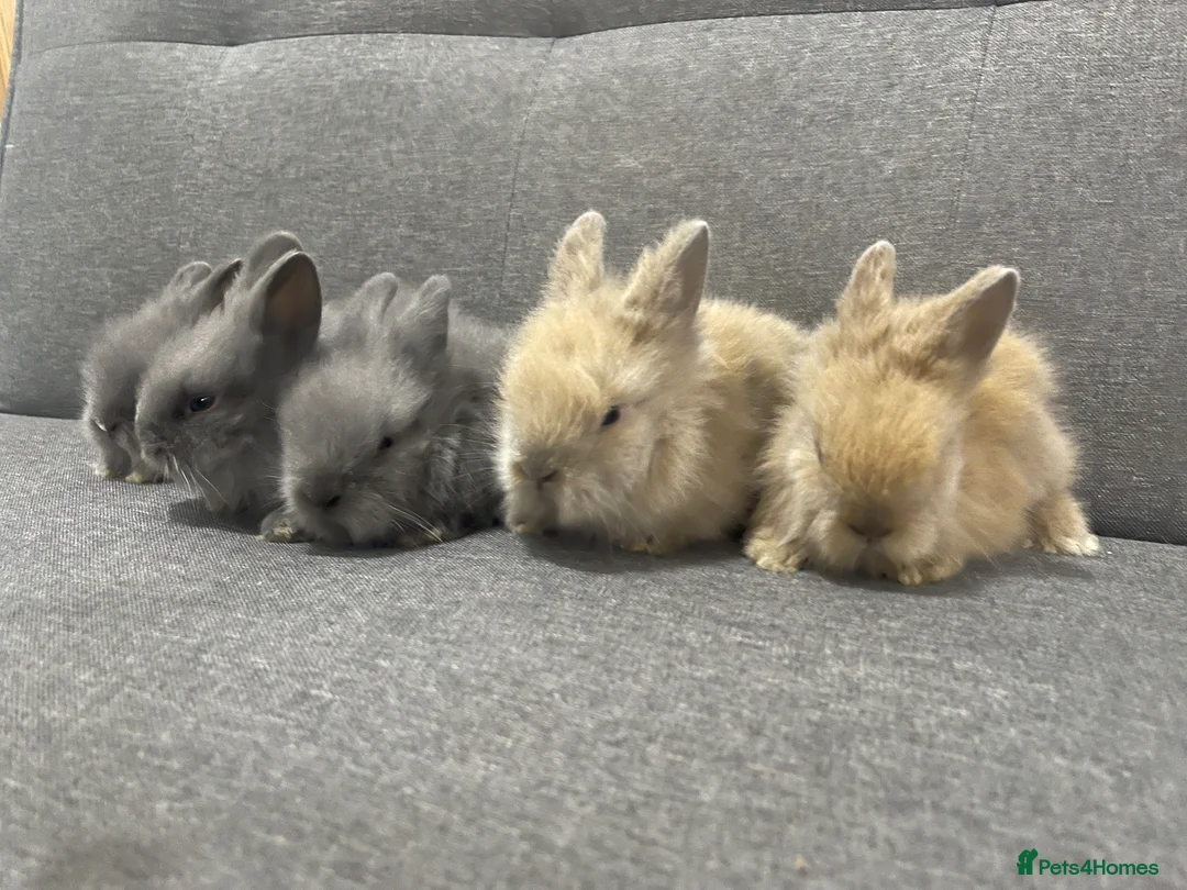 Lionhead rabbits for sale: Adorable Lionhead Bunnies - Advert 2