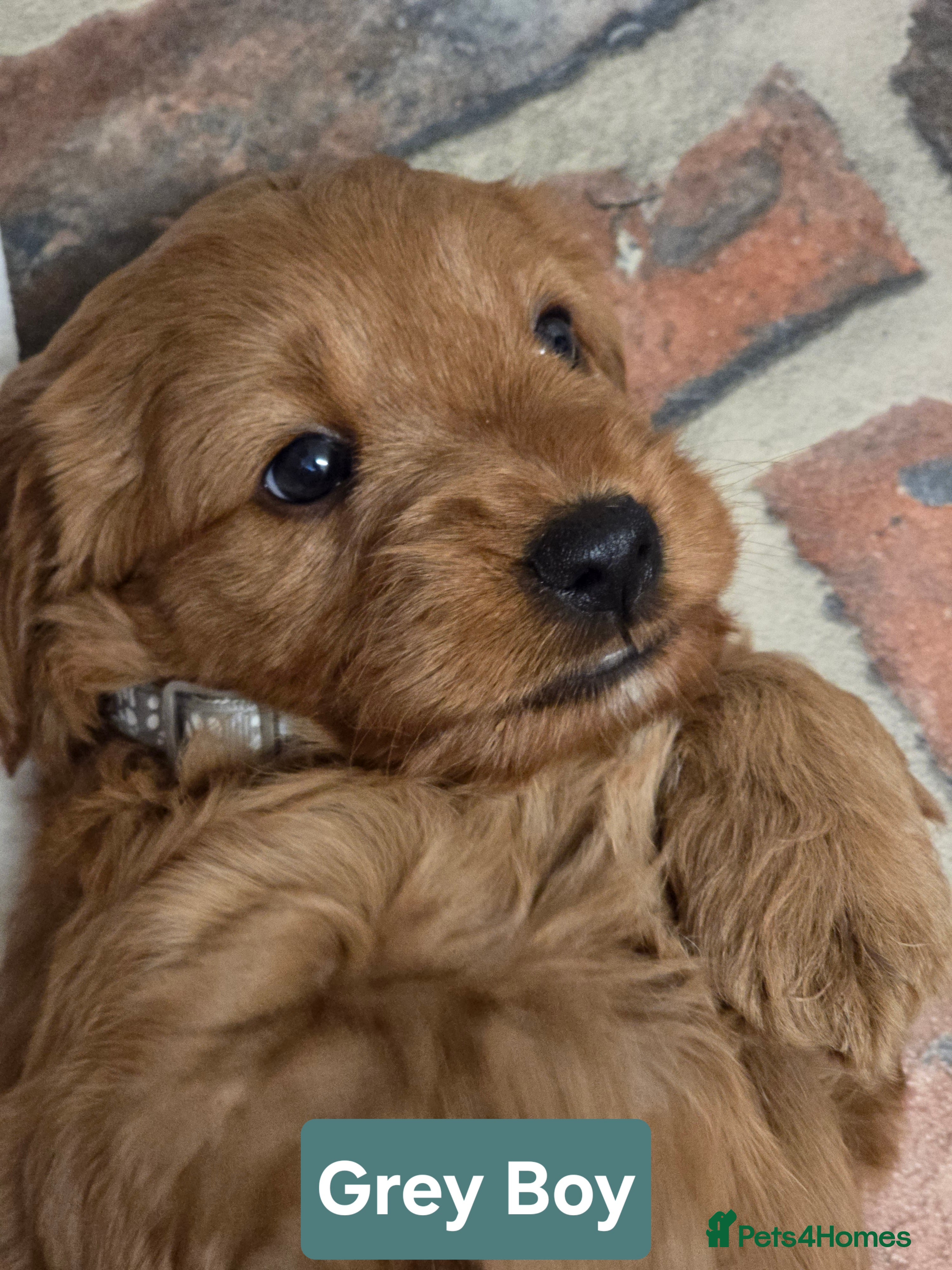 Cockapoo dogs  Beautiful F1 Cockapoos - Advert 2