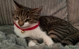 Mixed Breed cats for sale: 3 lovely kittens from our beautiful Tabby - Image 4