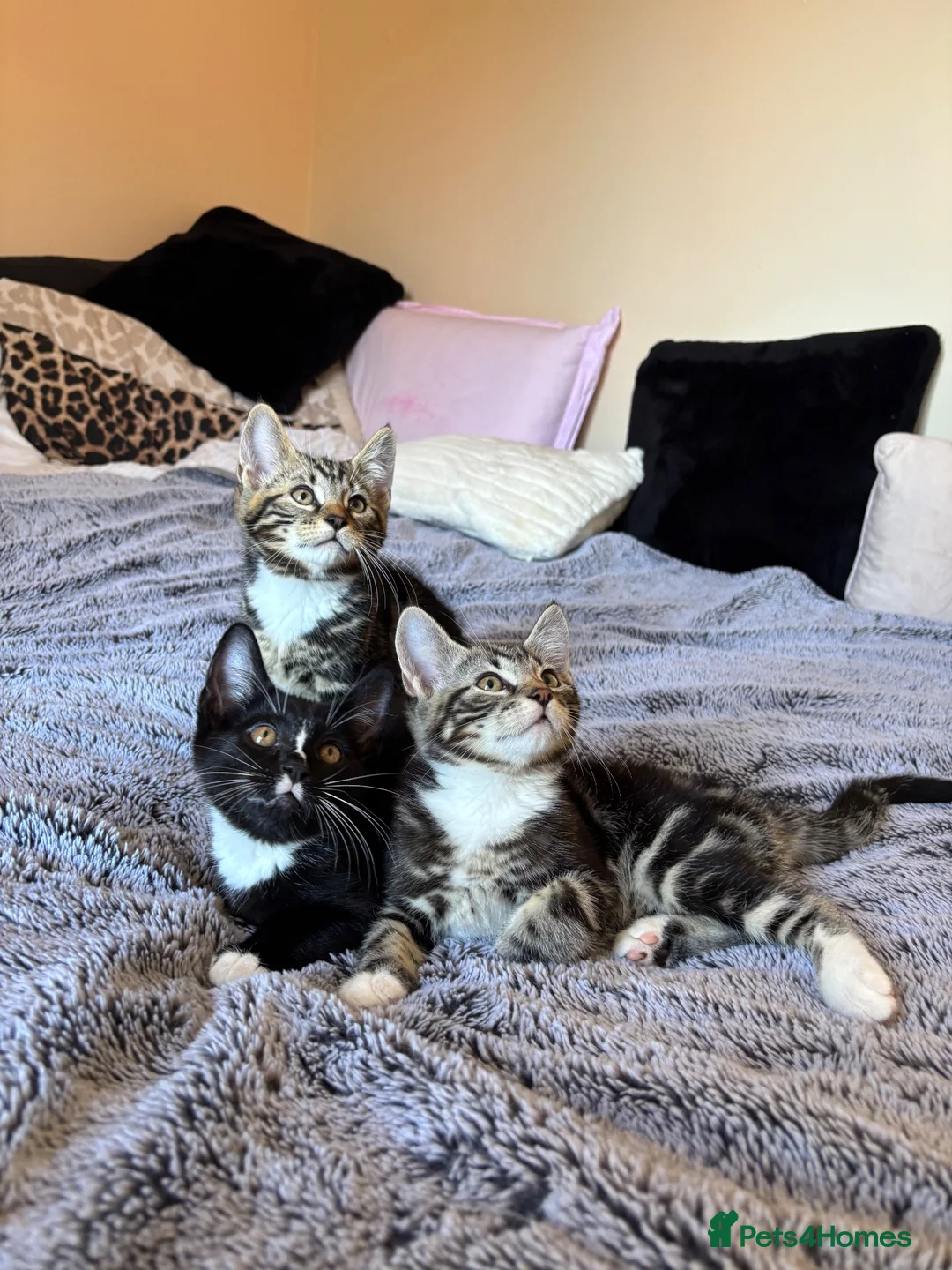 Siberian cats for sale: Siberian kittens in Ipswich - Advert 8