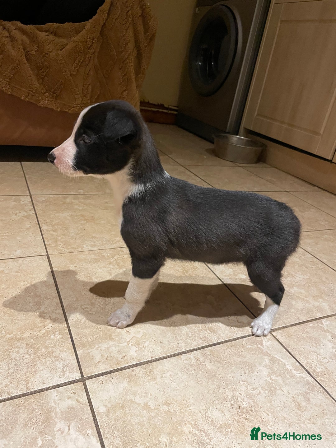 Lurcher dogs for sale: 4 stunning Lurcher colie pups - Advert 6