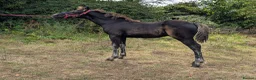 Welsh Section D horses for sale: Bred in purple all-rounder  - Advert 2