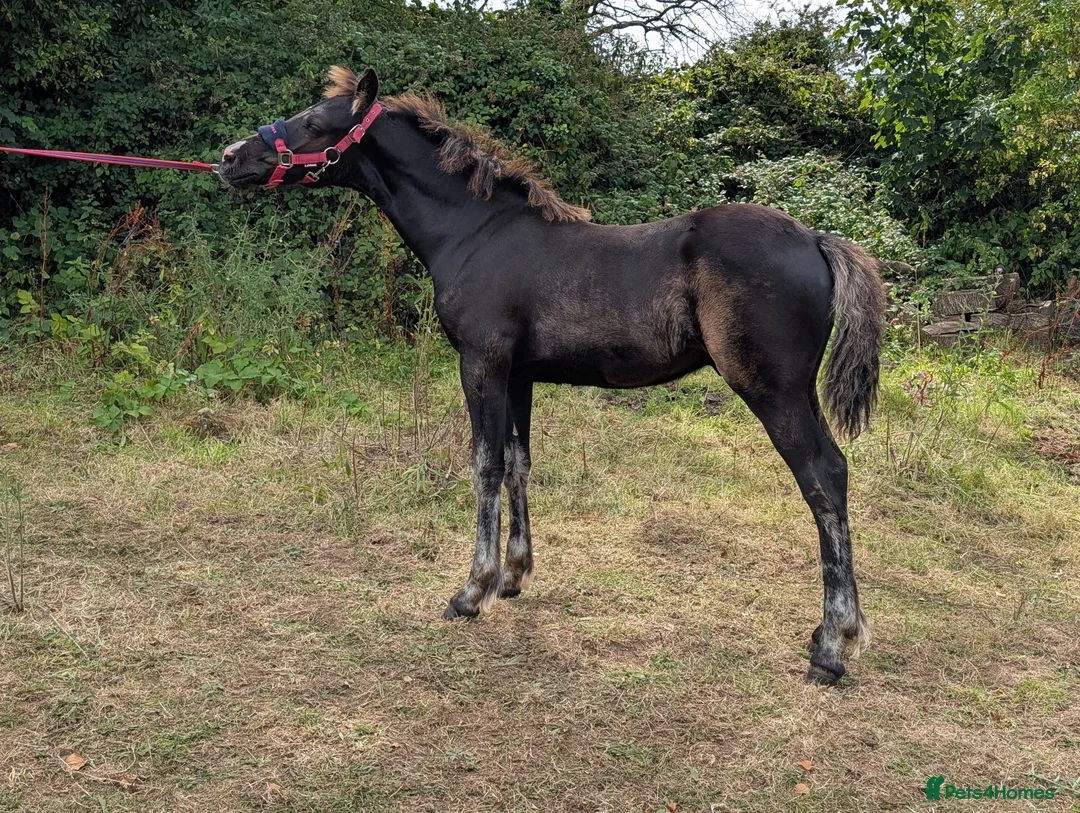 Welsh Section D horses for sale: Bred in purple all-rounder  - Advert 2