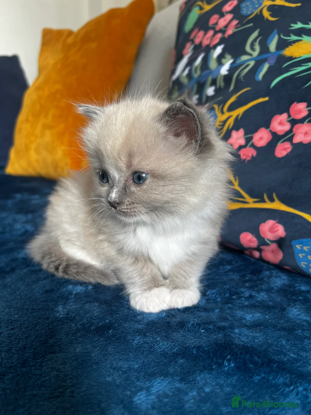 Ragdoll cats for sale: TICA Registered kitten - Advert 2