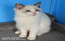 Ragdoll cats for sale: Genuine GCCF Reg Ragdoll Kittens - Image 3