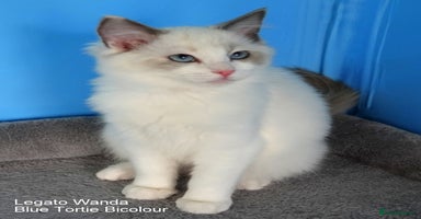 Ragdoll cats - Advert 1