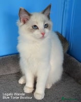 Ragdoll cats - Advert 11