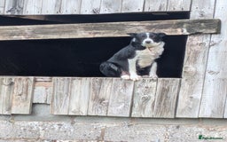 Border Collie dogs for sale: Six border Collie pups  - Image 9