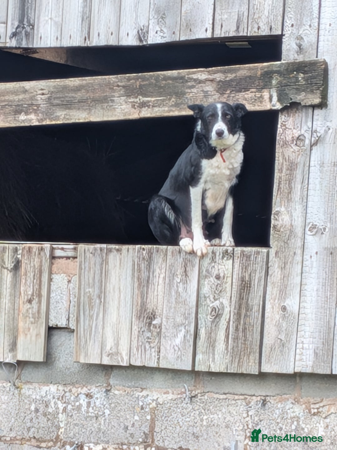 Border Collie dogs for sale: Six border Collie pups  - Image 9