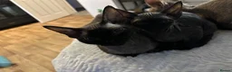 Devon Rex cats for sale: Fife reg Devon Rex kittens  - Advert 10