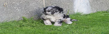 Cockapoo 2