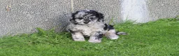 Cockapoo dogs for sale: Beautiful Cockapoo puppies for sale  - Advert 10