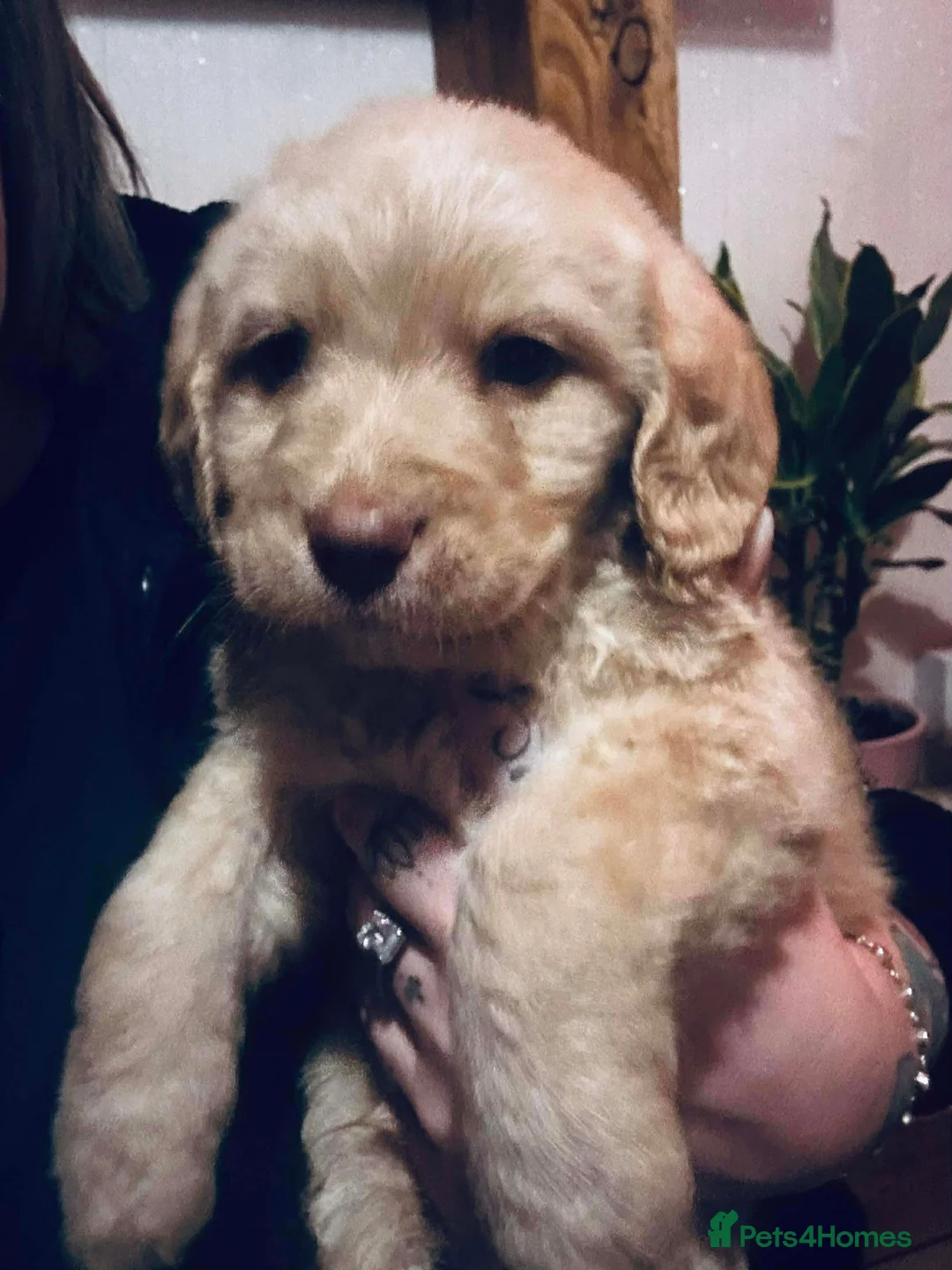 Mixed Breed dogs for sale: Labrador X Sproodle - Advert 13