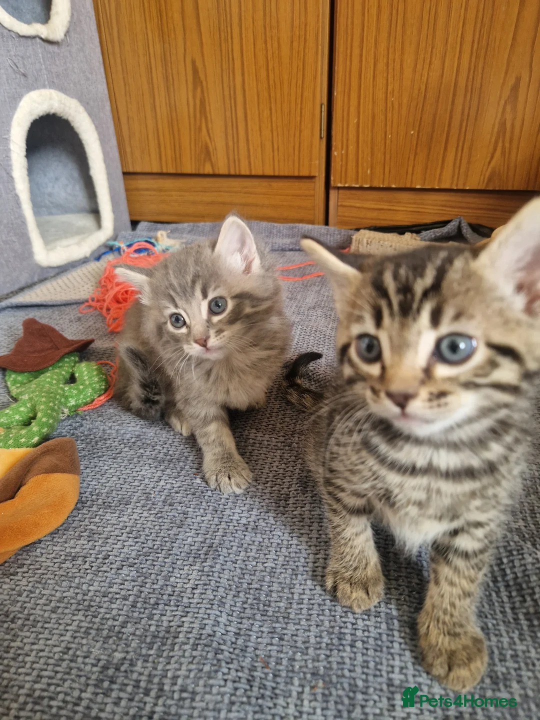 Ragdoll cats for sale: Carlaisle in Carlisle - Advert 2