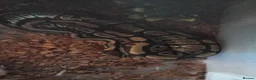 Mixed Breed reptiles for sale: Mix  replites available free delivery possible  - Advert 3