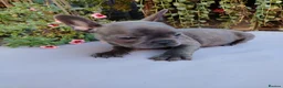 French Bulldog dogs for sale: 🐾 FRENCH BULLDOG PUPPIES | OUTSTANDING PEDIGREE • - Advert 14