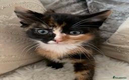 British Shorthair cats for sale: Ready now British short haired & bengal kittens x4 - Image 4