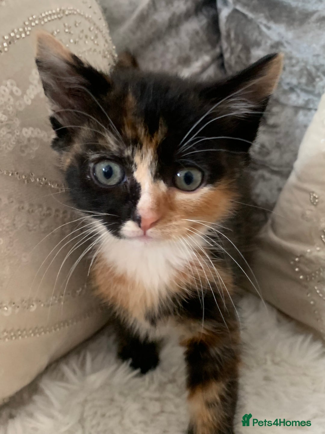 British Shorthair cats for sale: Ready now British short haired & bengal kittens x4 - Image 4