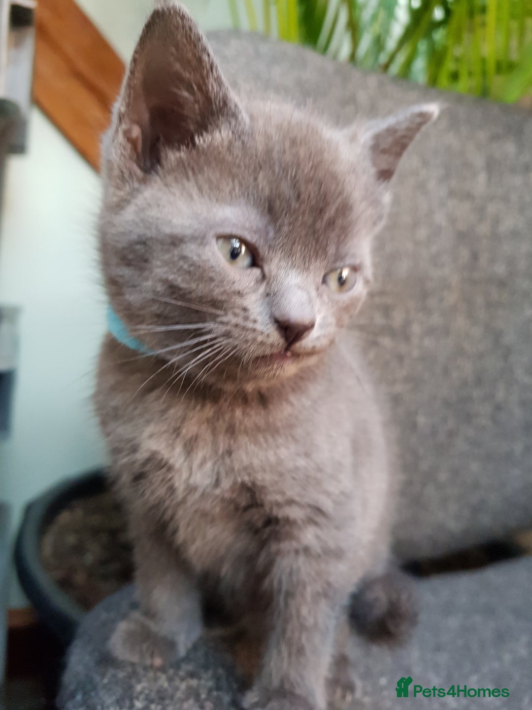 Mixed Breed cats for sale: Grey kittens  - Image 19