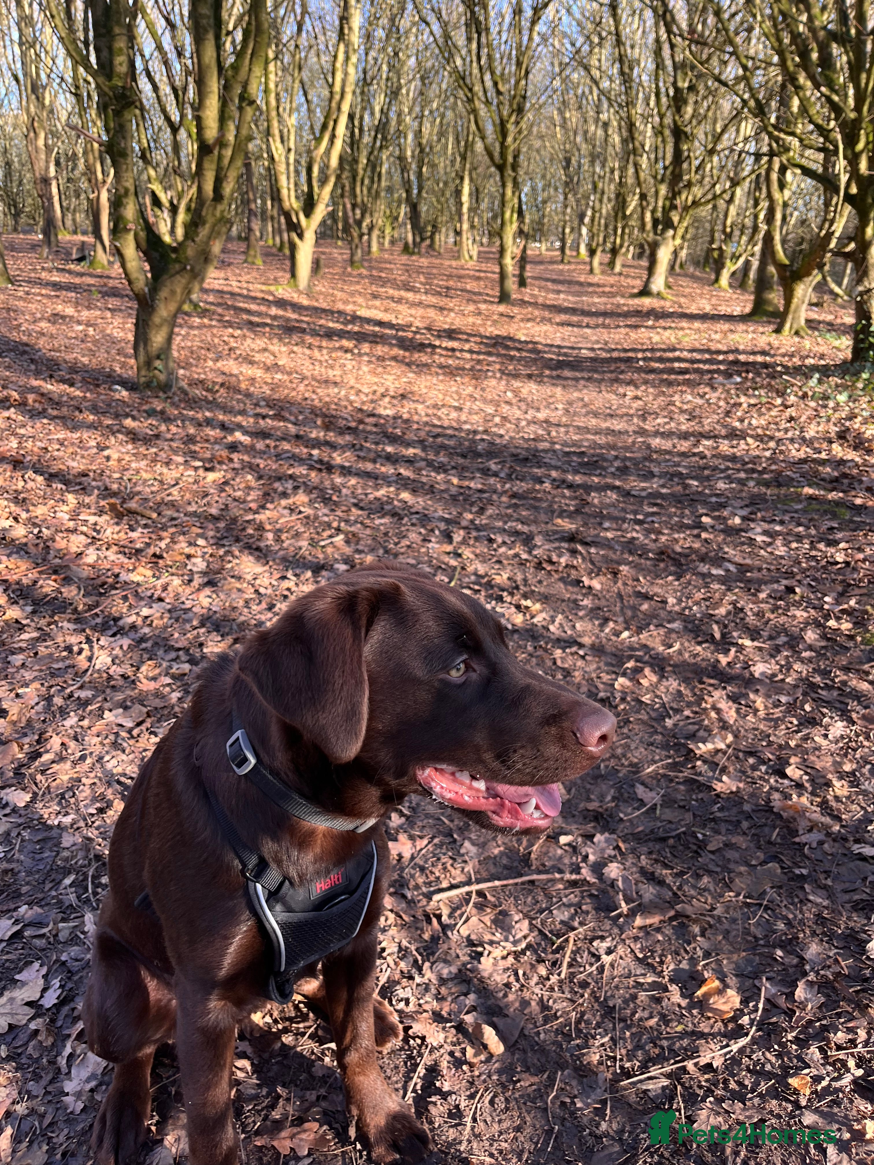 Labrador Retriever dogs 8 month male Labrador  - Advert 1