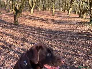 Labrador Retriever dogs 8 month male Labrador - Advert 1
