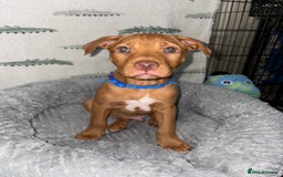 Mixed Breed dogs for sale: 6 Beautiful Fur Babies - Image 10