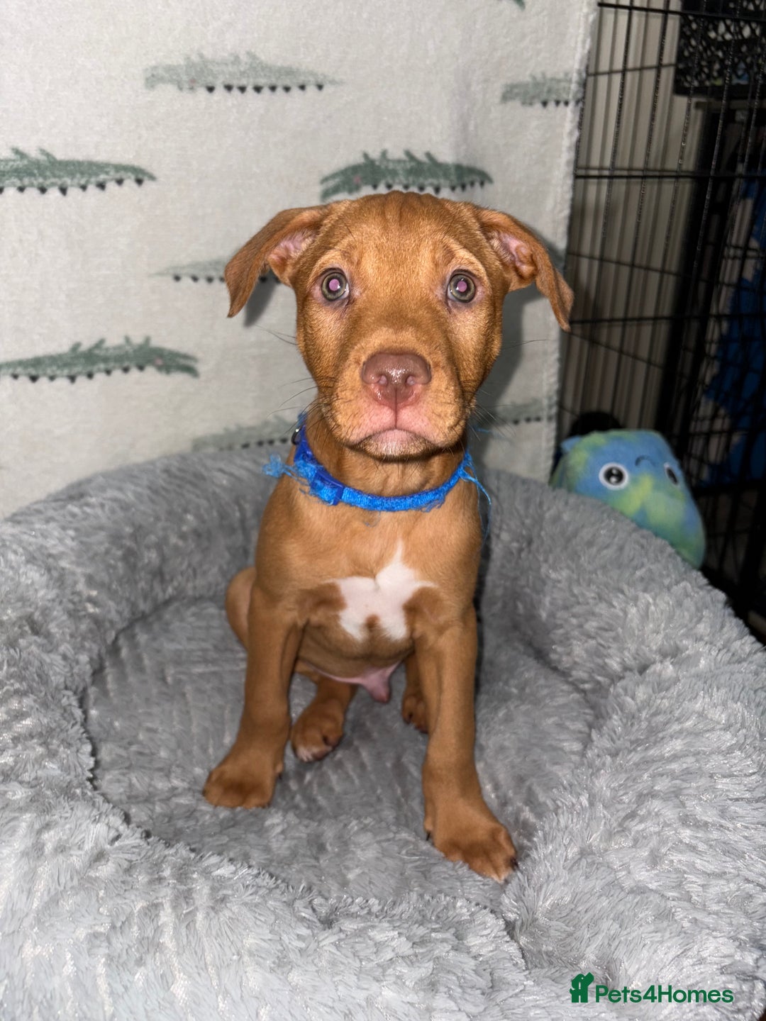 Mixed Breed dogs for sale: 6 Beautiful Fur Babies - Image 10