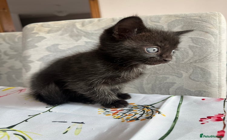 Mixed Breed cats - Advert 13
