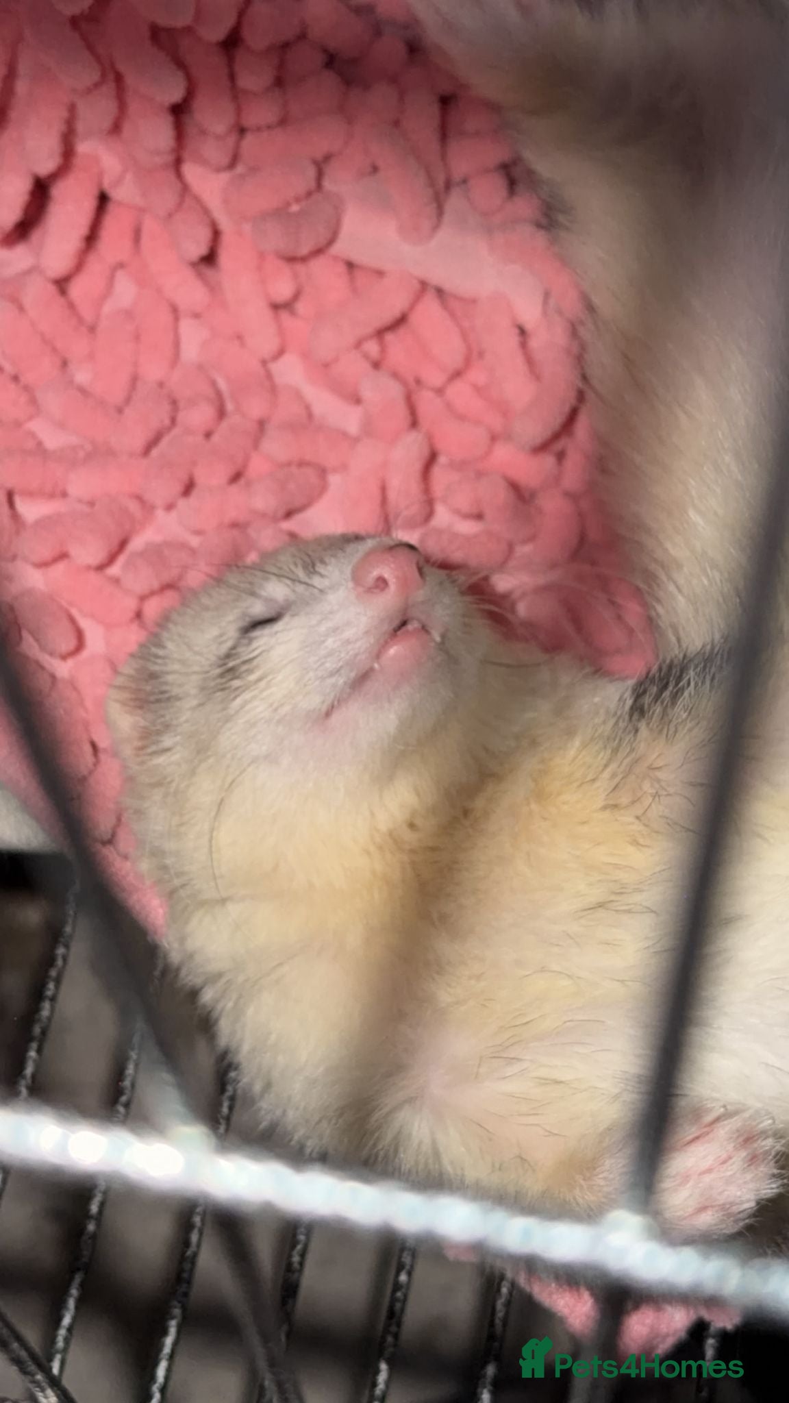 Ferret rodents for sale: Jill ferret  - Advert 2