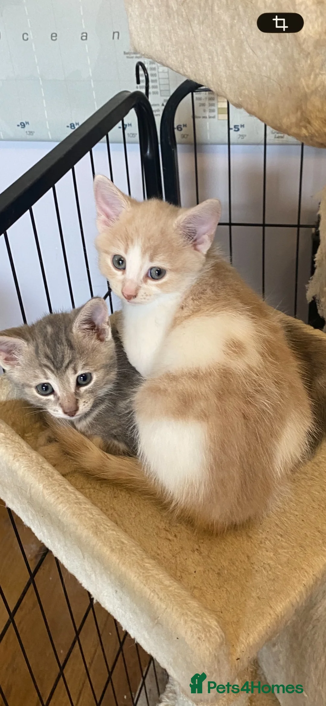 Mixed Breed cats for sale: Beautiful Kittens - Advert 2