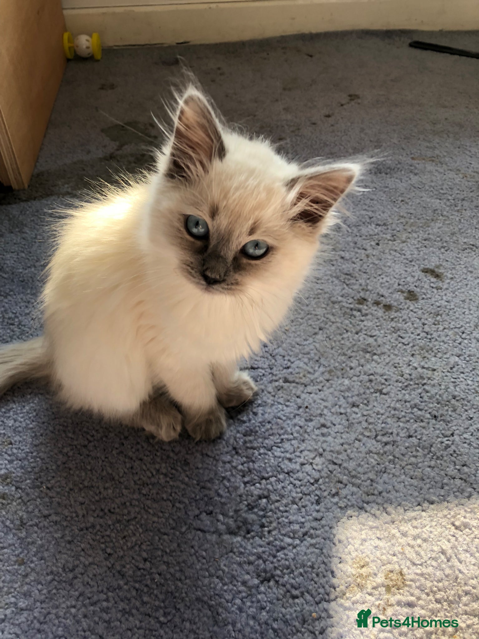 Ragdoll cats Female Ragdoll Kitten - Advert 2