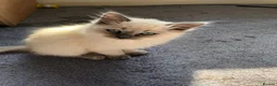 Ragdoll cats for sale: Female Ragdoll Kitten - Advert 1