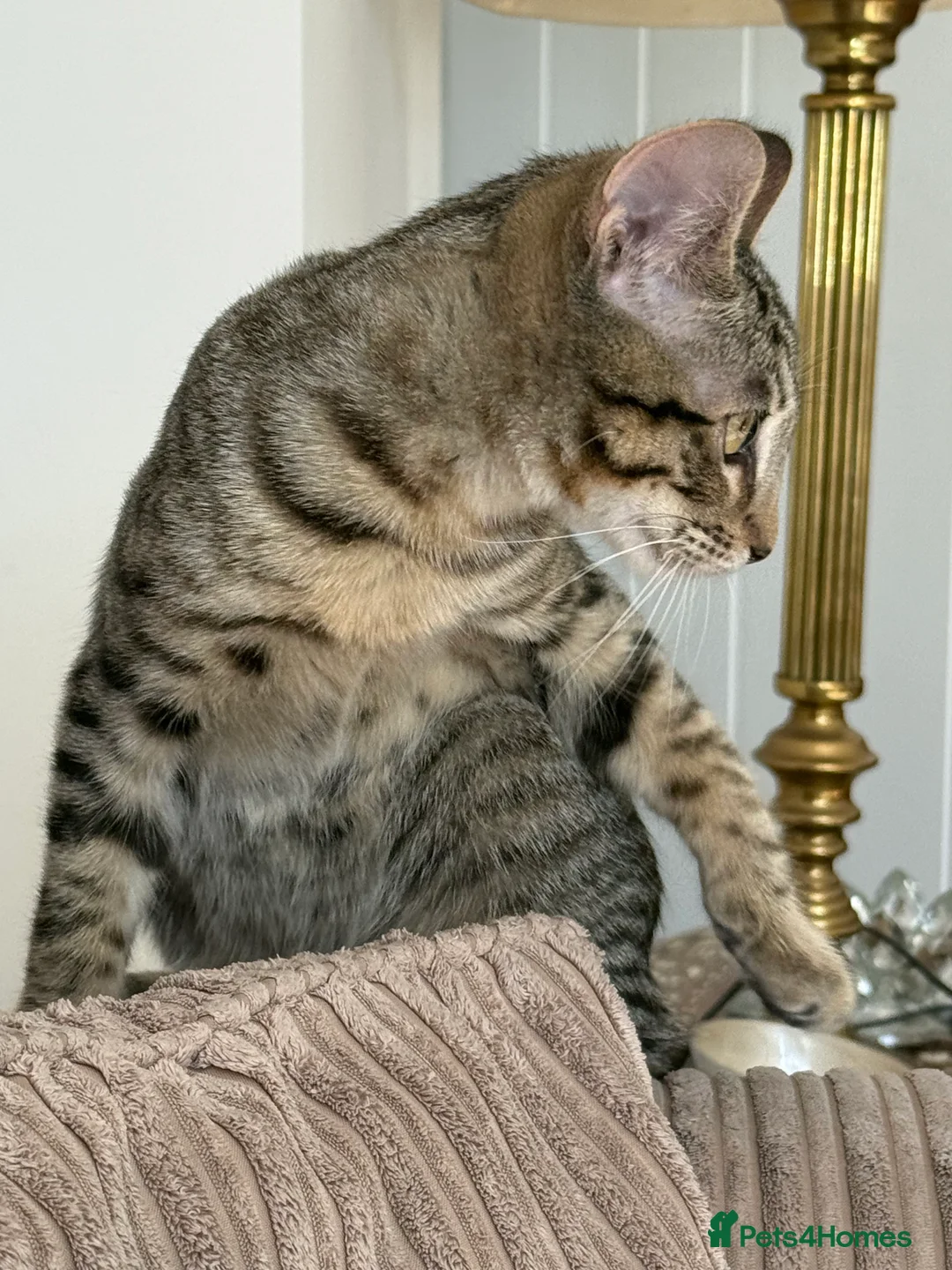 Siamese cats for sale: Stunning Bengal x Siamese kitten  - Advert 7