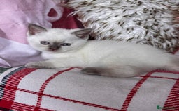 British Shorthair cats for sale: All have an new home  ❤️‍🔥💝  - Image 10