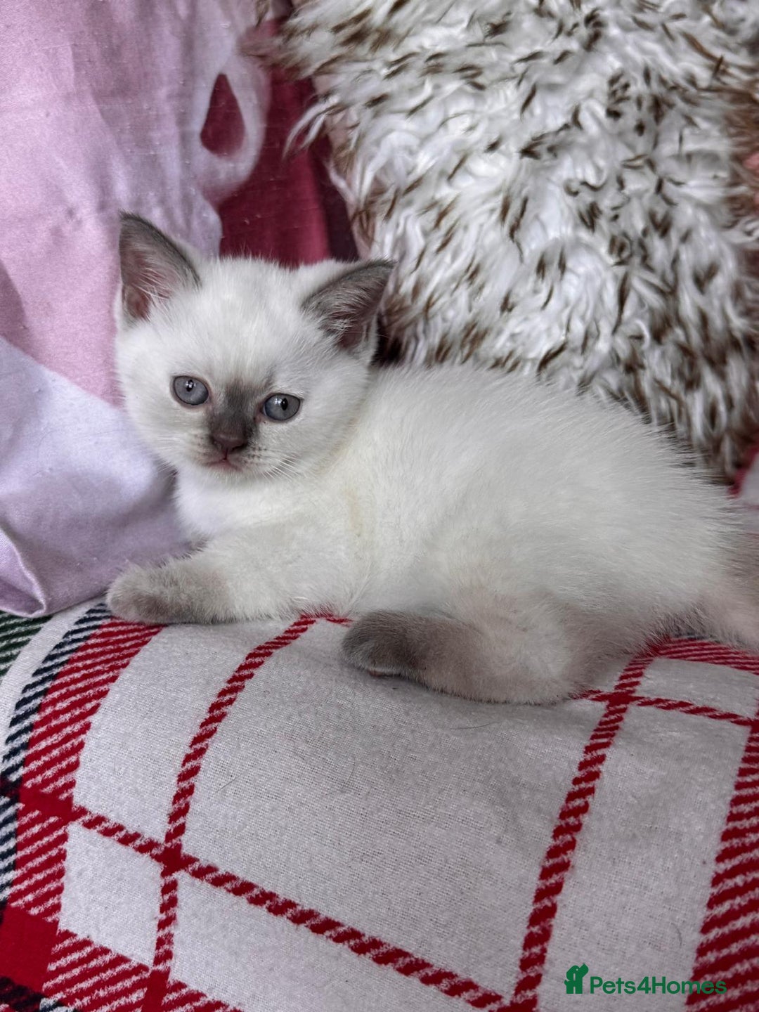 British Shorthair cats for sale: All have an new home  ❤️‍🔥💝  - Image 10