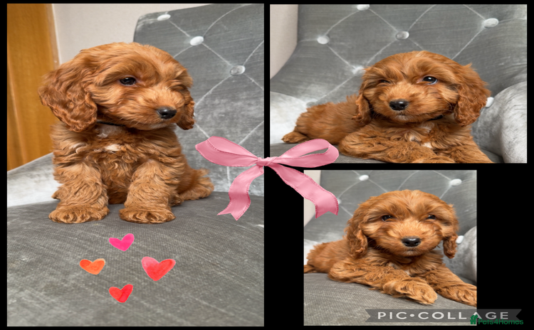 Cockapoo dogs - Advert 10