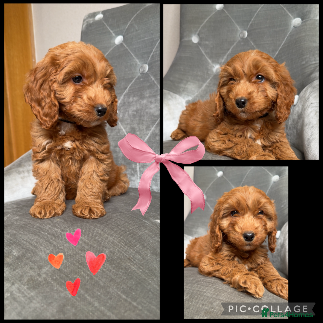 Cockapoo dogs for sale: 🩷💙Ready now F1 Cockapoos💙🩷 - Image 1