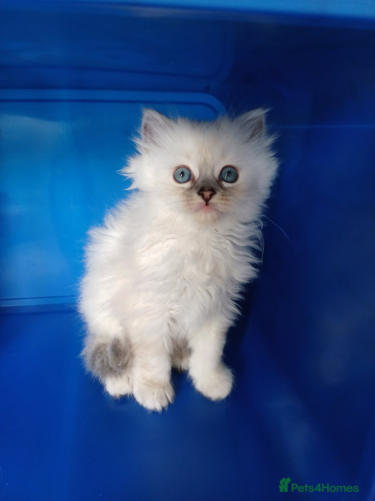 Ragdoll cats 3 Ragdoll kittens for sale  - Advert 15