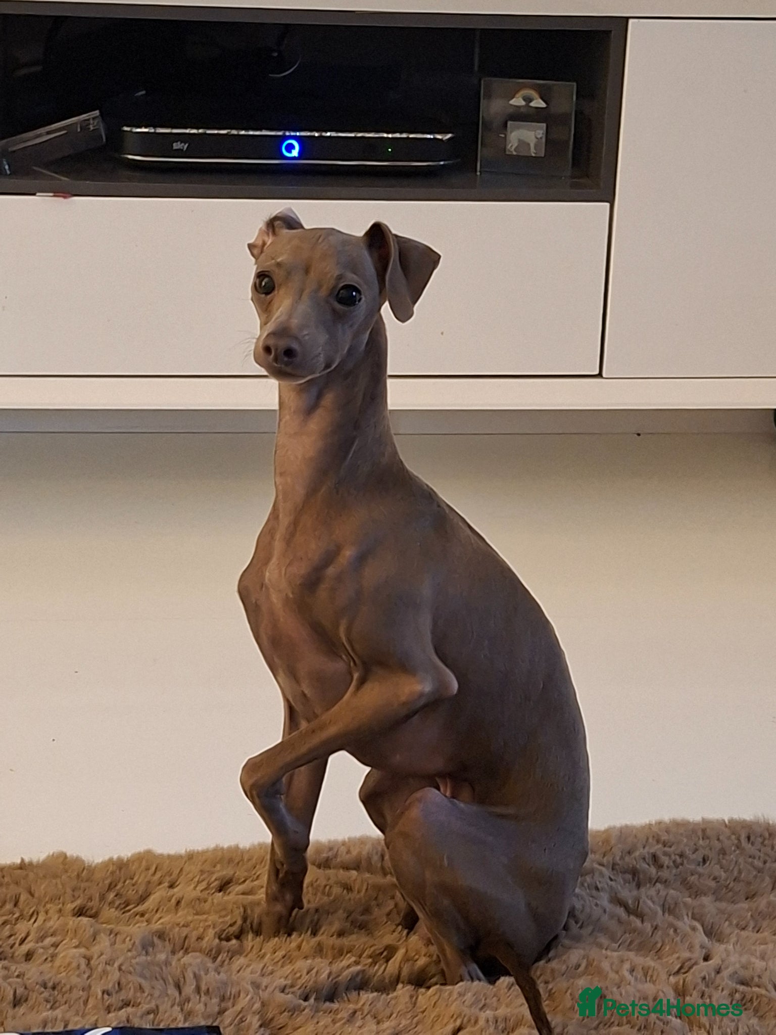 Italian Greyhound dogs Stud blue  - Advert 1